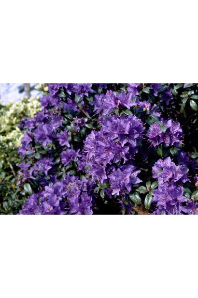 Rhododendron ’Gristede’ у ланшафті
